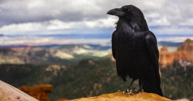 カラスの頭の良さは思っている以上にすごい！実はカラス語で意思疎通も！？